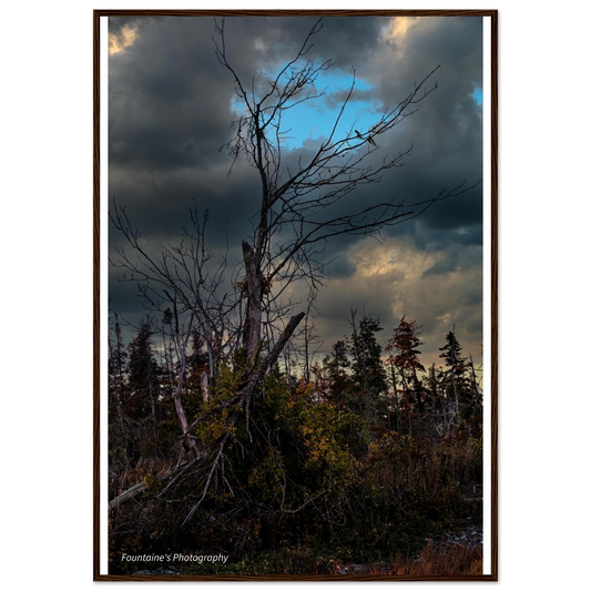 Maine's nature framed poster featuring a dramatic tree against a stormy sky, showcasing the beauty of Maine's wilderness.