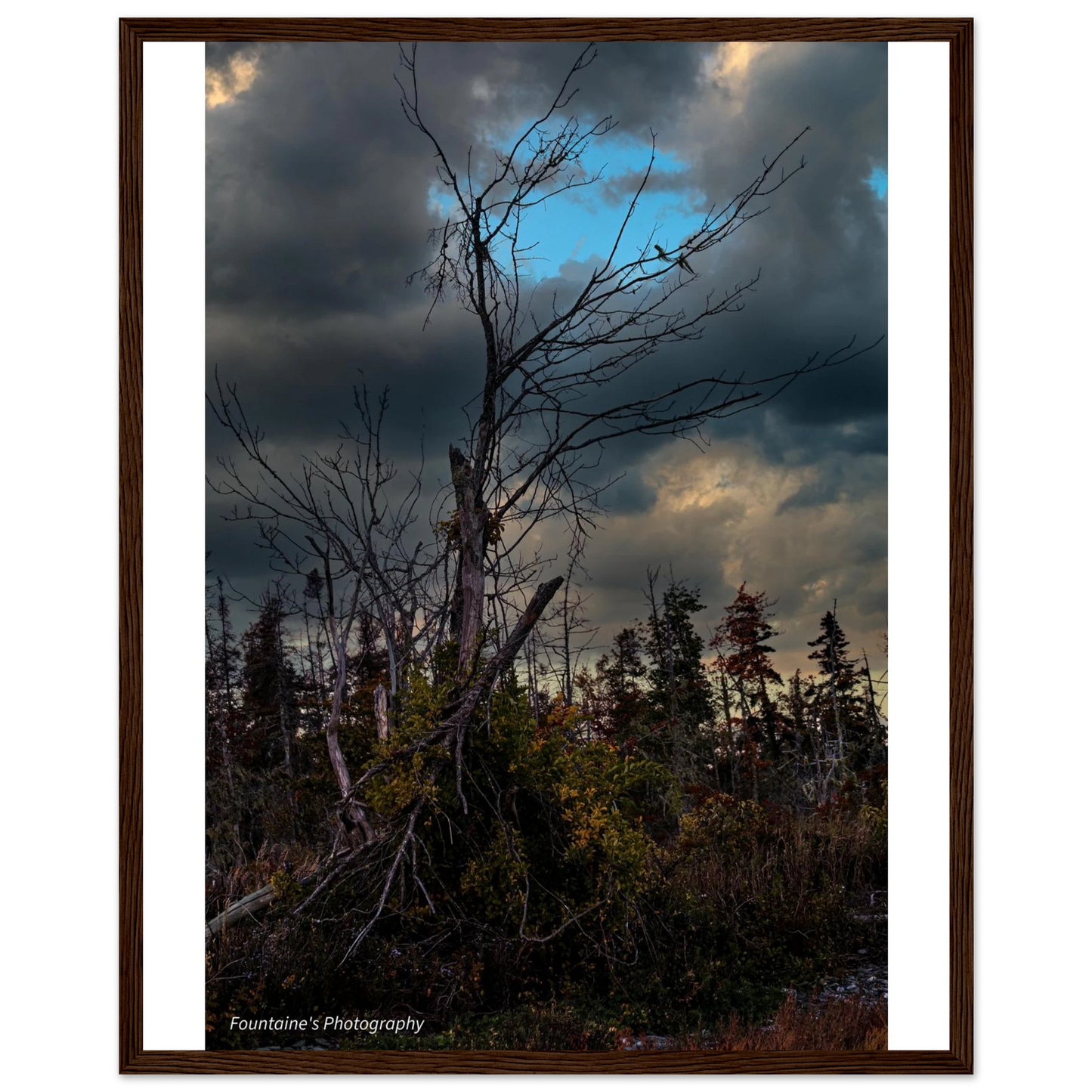 Maine's nature framed poster featuring a striking tree against a dramatic sky in a rustic wooden frame.