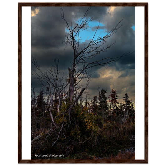 Maine's nature framed poster featuring a striking tree against a dramatic sky in a rustic wooden frame.