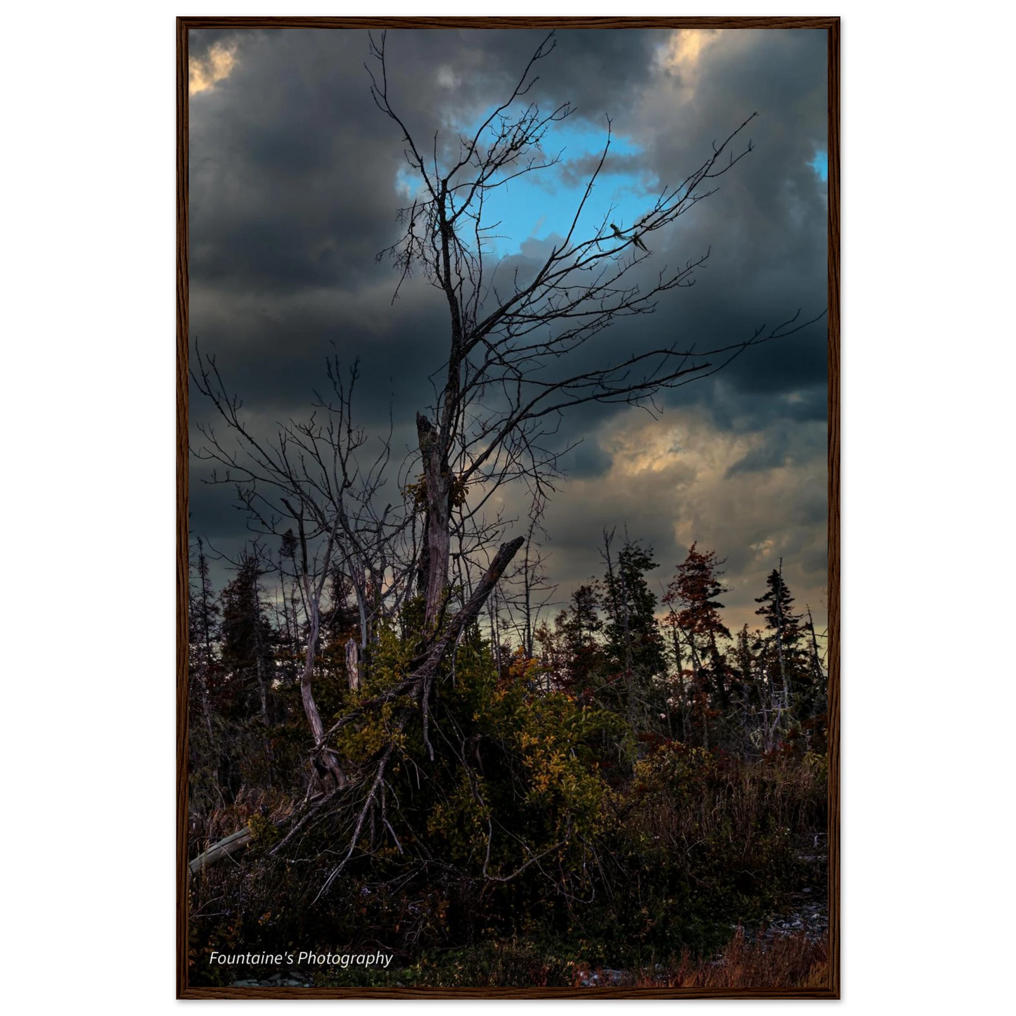 Maine's nature framed poster featuring a rustic landscape with a tree against a cloudy sky.