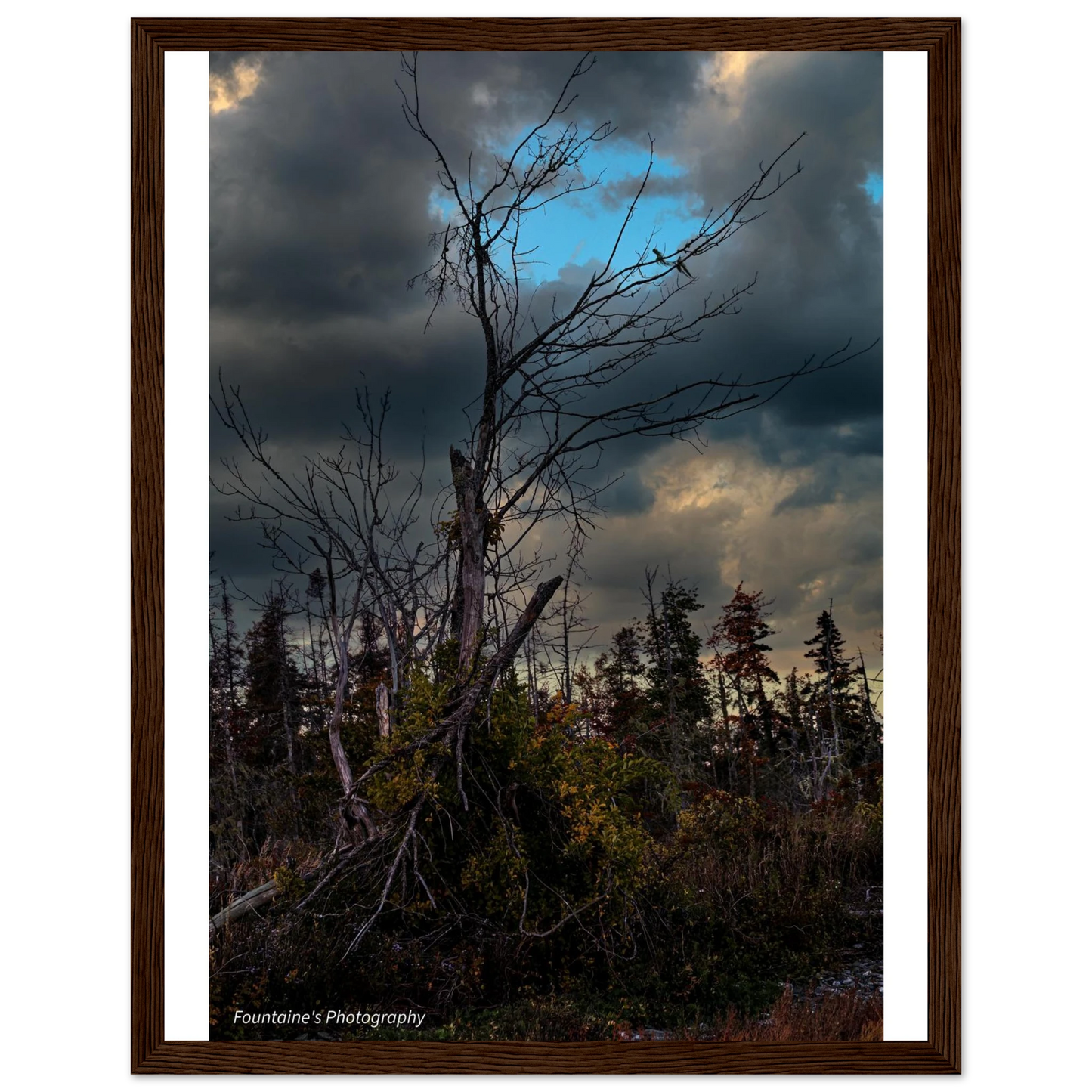Maine's nature framed poster featuring a striking tree against a dramatic sky in a rustic wooden frame.