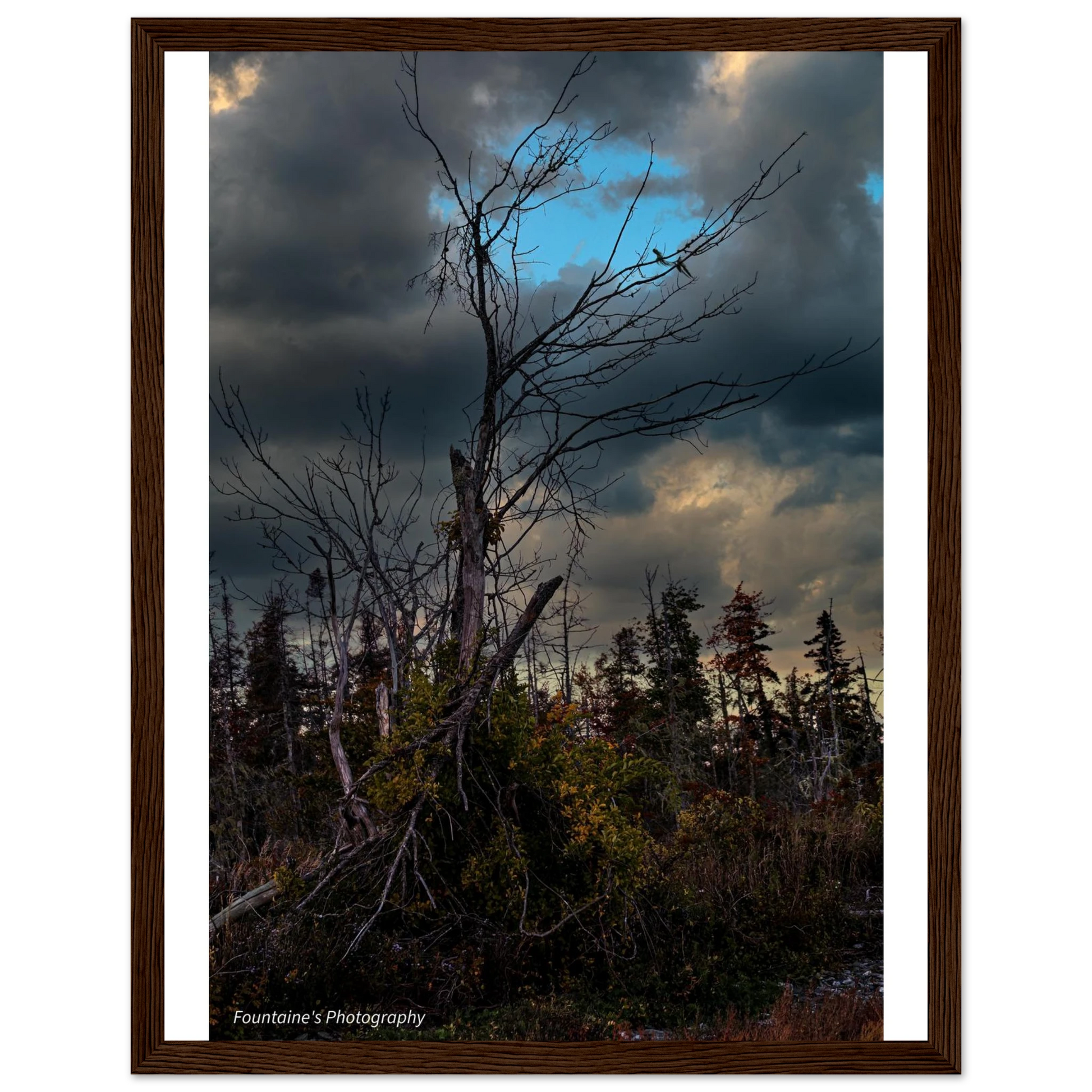 Maine's nature framed poster featuring a striking tree against a dramatic sky in a rustic wooden frame.