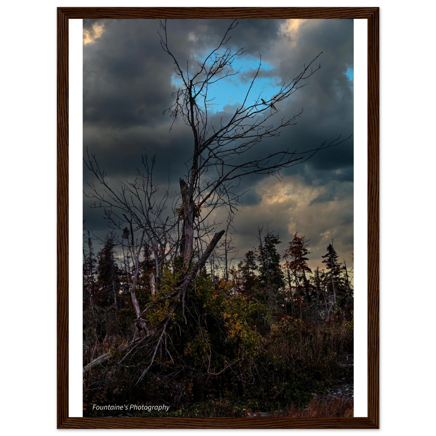 Maine's nature framed poster featuring a striking tree silhouette against a cloudy sky, elegantly displayed in a rustic wooden frame.